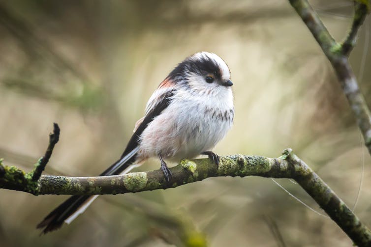 Image of small round bird with long tail perched on a twig.