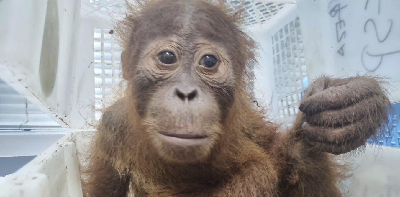 Authorities Deploy Digital Tools Against Wildlife Trafficking