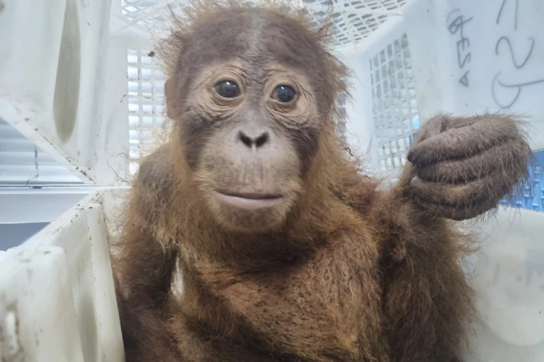 A small ape sits in a crate.