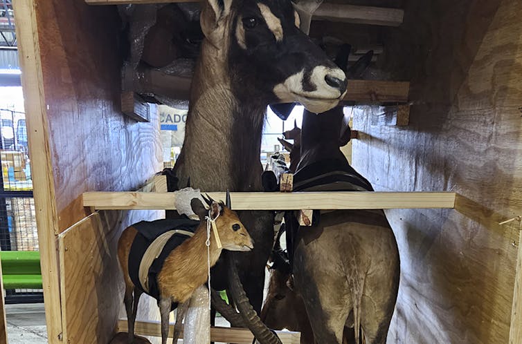 Several animals are positioned in a wooden crate.