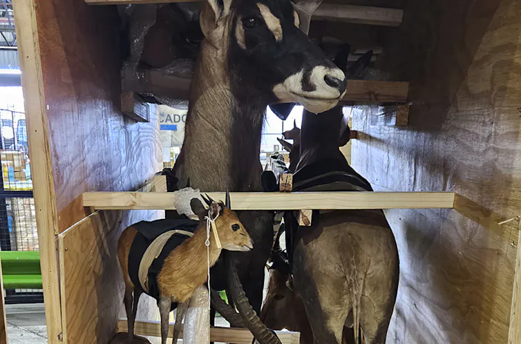 Several animals are positioned in a wooden crate.