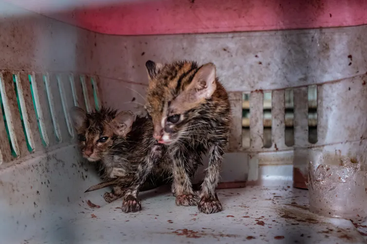 Two spotted cats sit together in a crate.