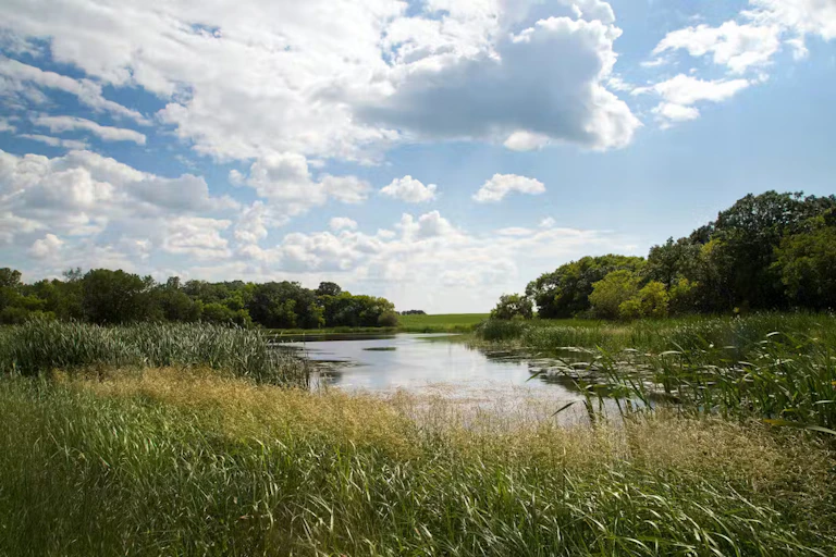 a pond in a green area surrounded by trees