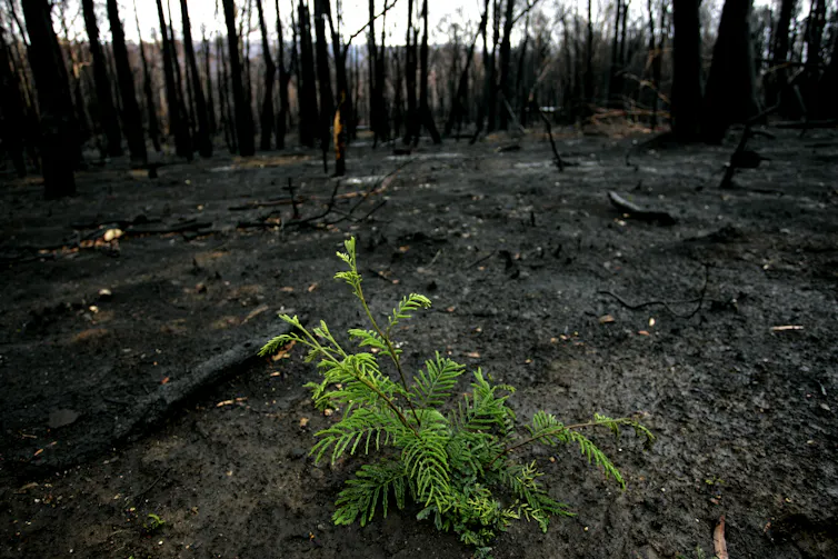 A green frond appears in a burnt black forest.