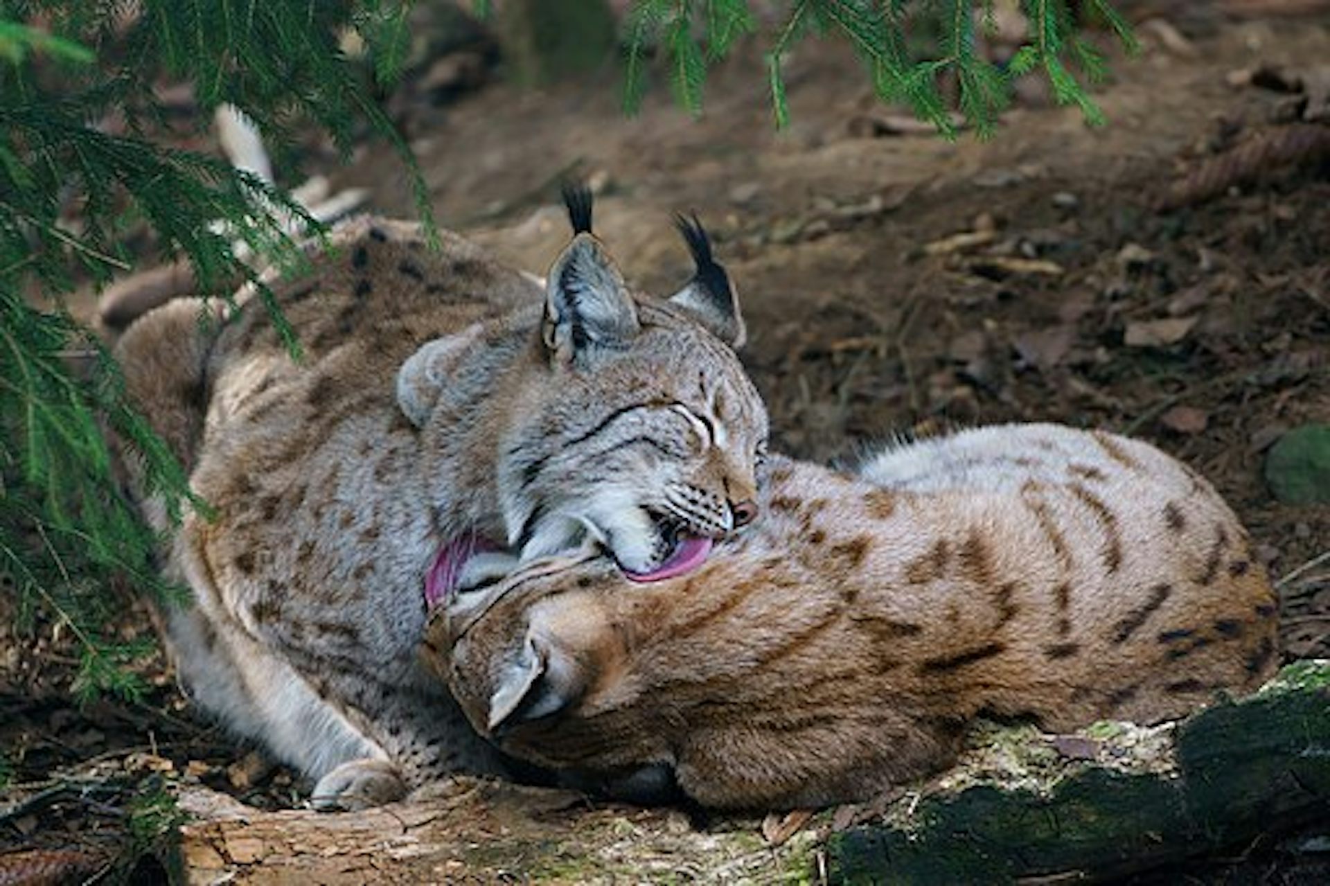 Dos linces se cuidan mutuamente.