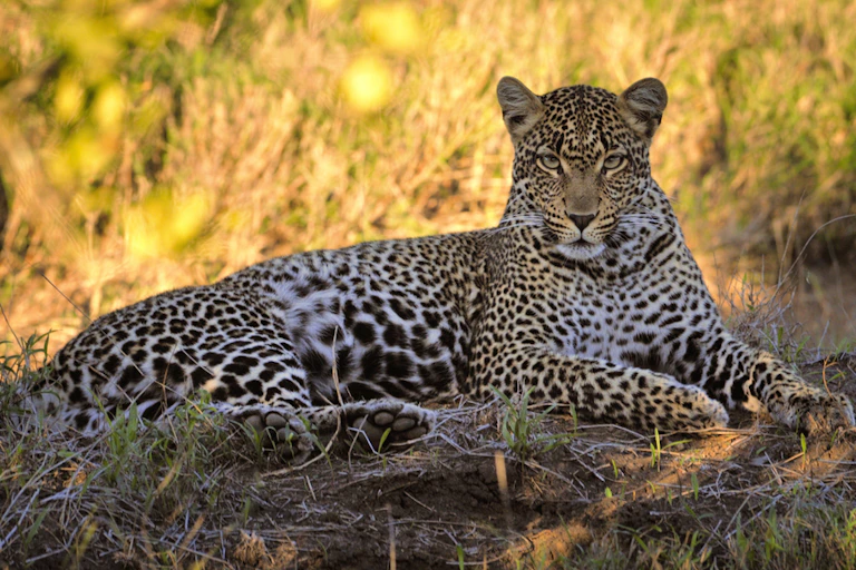 A spotted feline lies on a rock with grass behind it