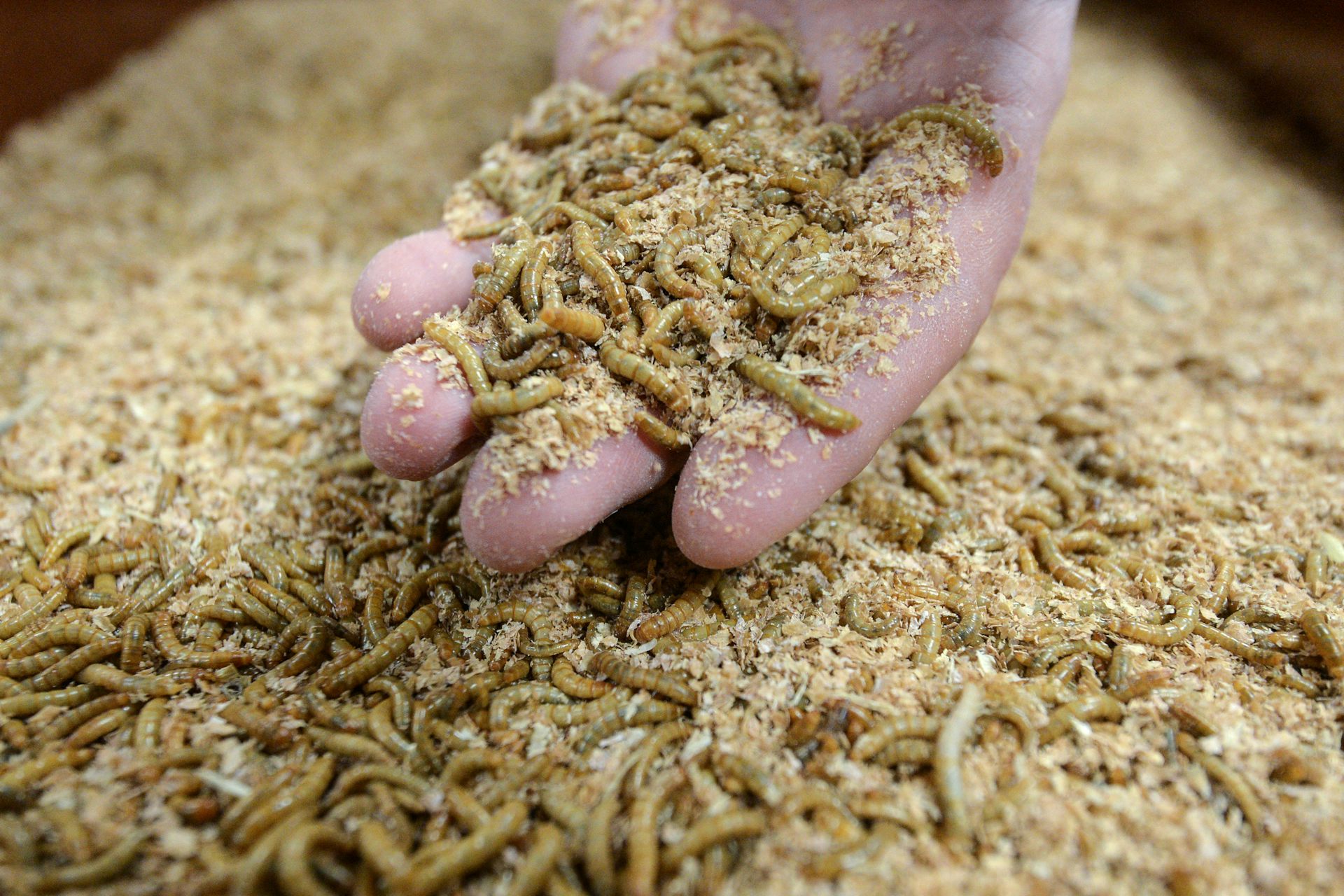 gros plan sur des insectes dans une main