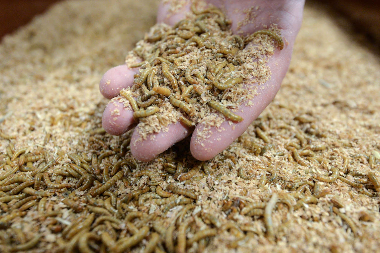 gros plan sur des insectes dans une main