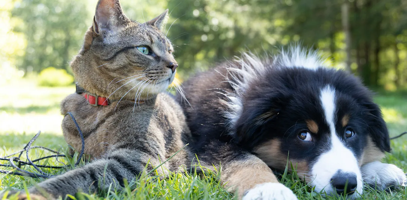 Les chiens et les chats transportent les vers plats envahissants de jardin à jardin Les chiens et les chats transportent les vers plats envahissants de jardin à jardin