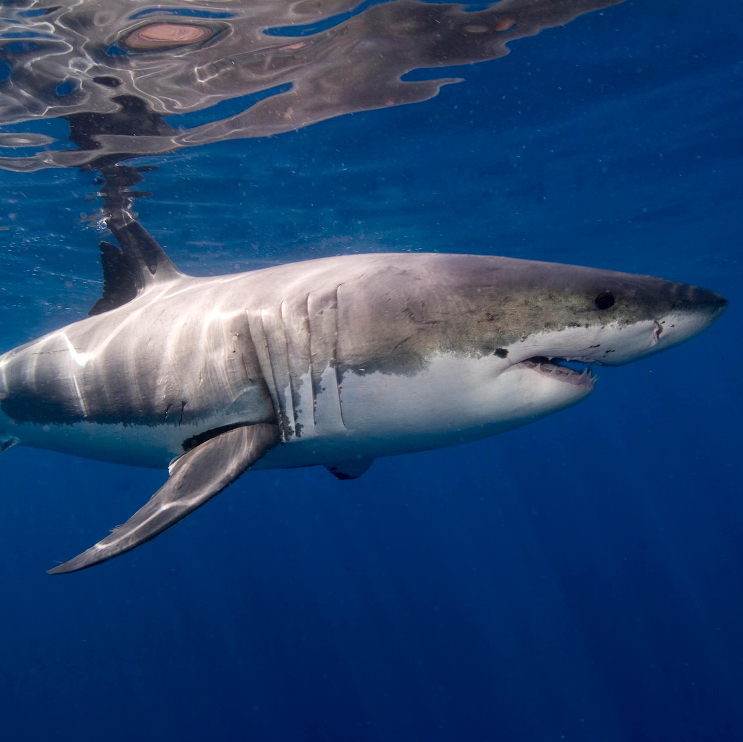 Um grande tubarão nadando em águas cristalinas