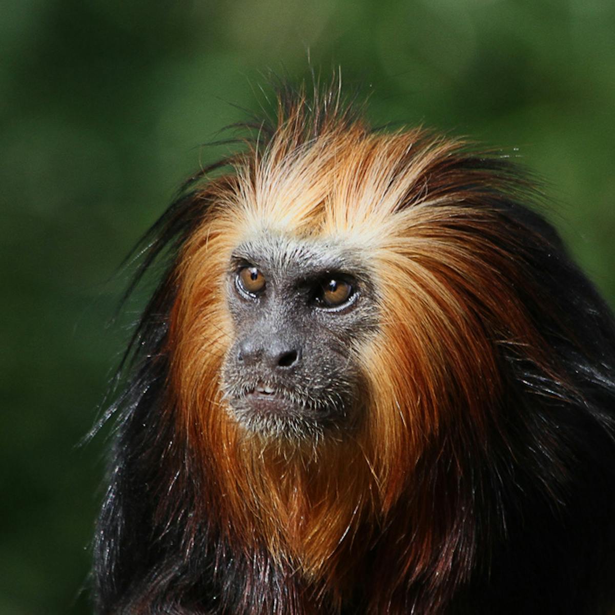 Monkeys will die: why accident-free zoos are neither possible nor desirable Monkeys will die: why accident-free zoos are neither possible nor desirable