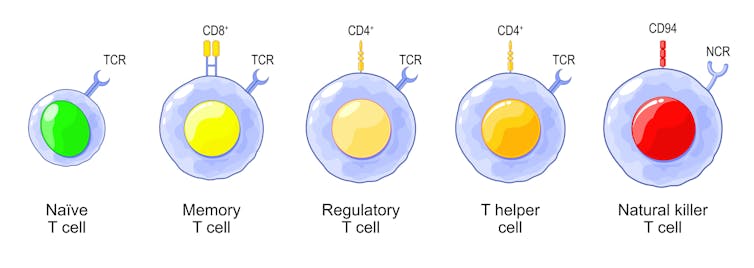 Illustration of five types of T cells: naive, memory, regulatory, helper, and natural killer