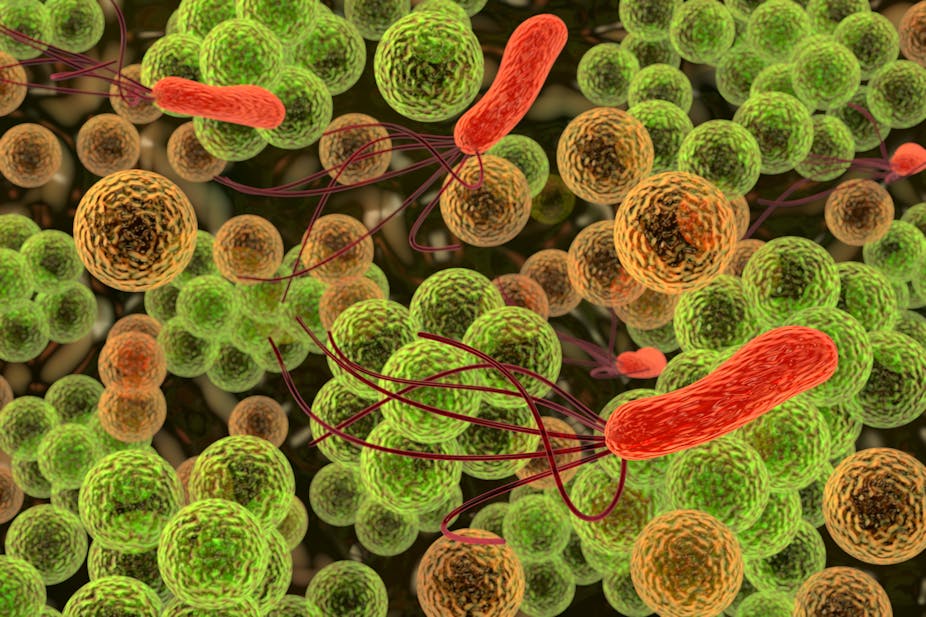 What do the bacteria living in your gut have to do with your immune system?