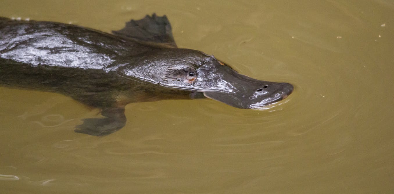 No animal alive today is ‘primitive’ – why are so many still labeled that way? No animal alive today is ‘primitive’ – why are so many still labeled that way?