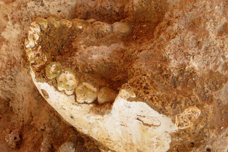 A jawbone half buried in reddish earth.