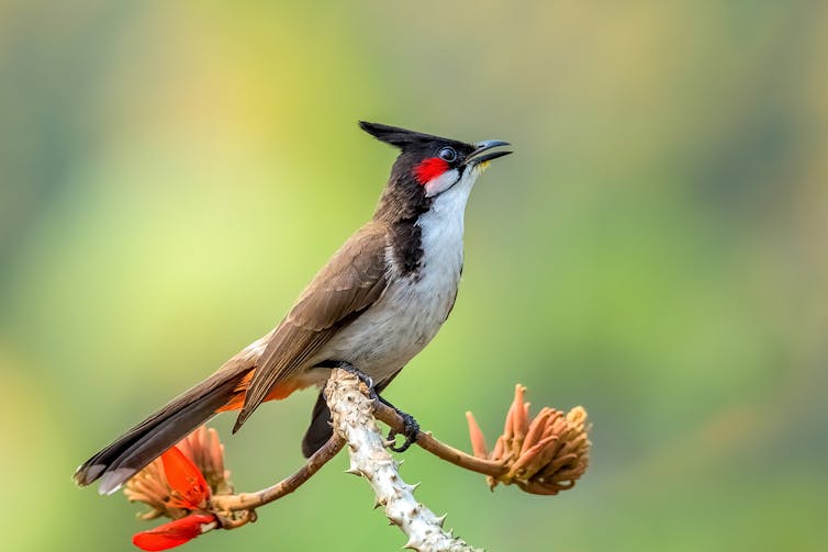 A red-cheeked bird with a black crest and white breast sits on a tree branch.