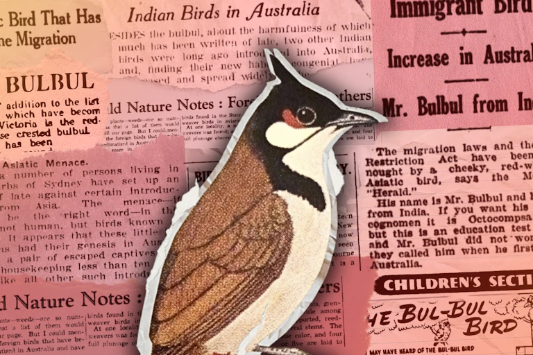 An image of the bulbul bird, with racist newspaper cutting behind it.