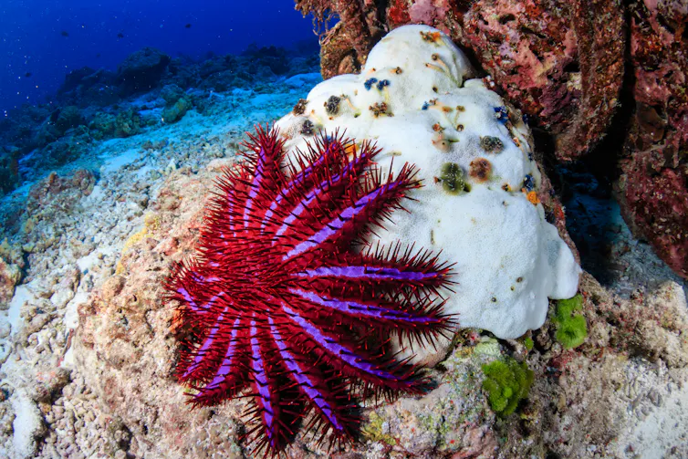 Large pink starfish covered in thorns.