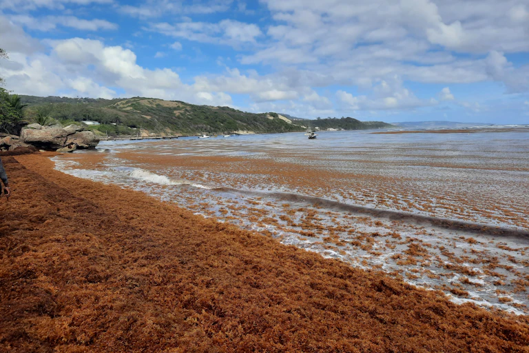 brown seaweed in piles on foreshore by calm sea