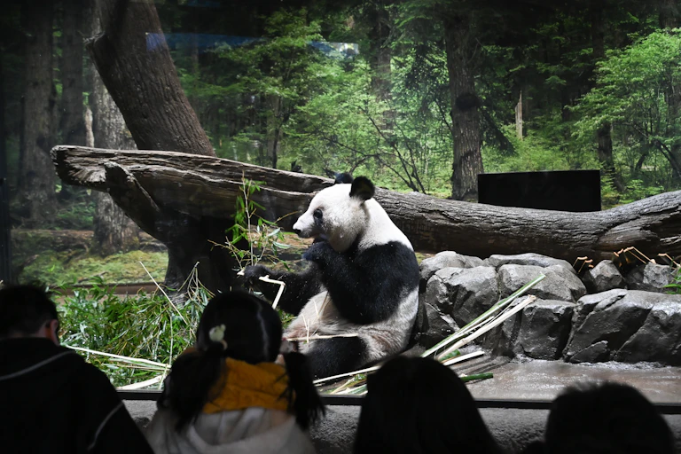 A giant panda eats bamboo in a zoo enclosure.