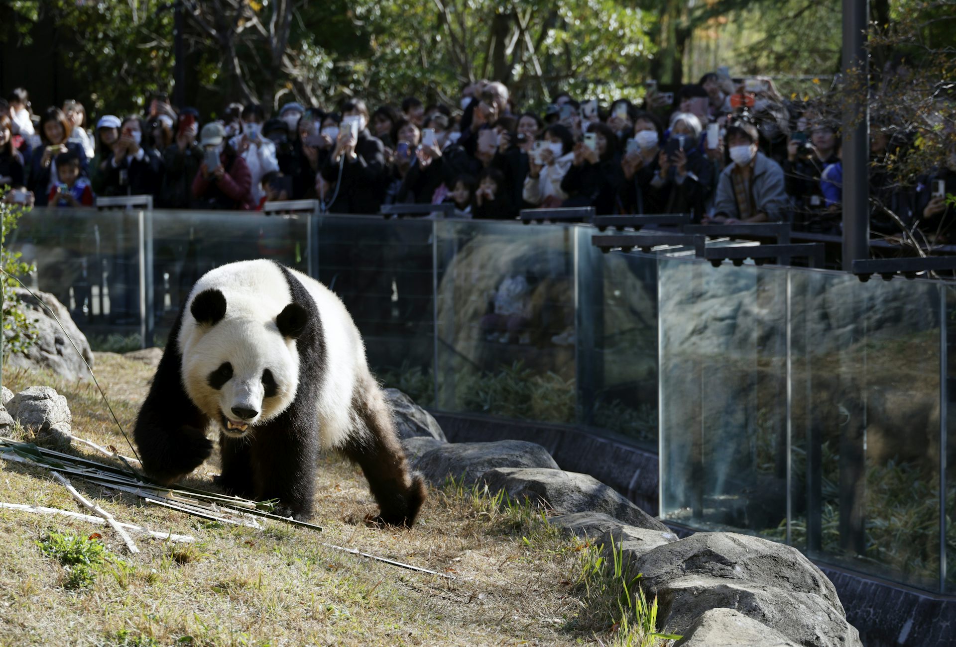 Japoneses observando um panda em um zoológico.