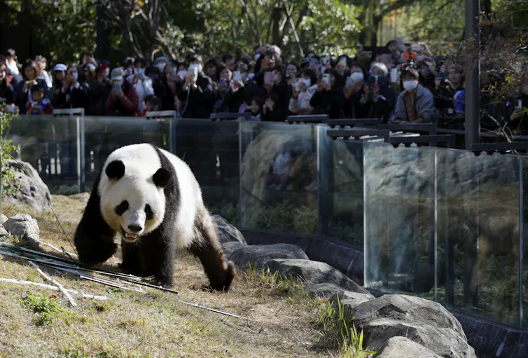 Japanese people watching a panda in a zoo enclosure.