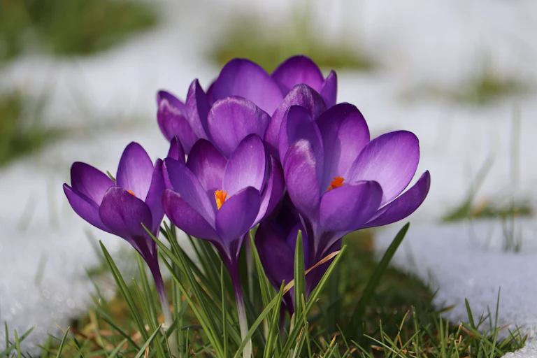 Purple crocuses in the frost