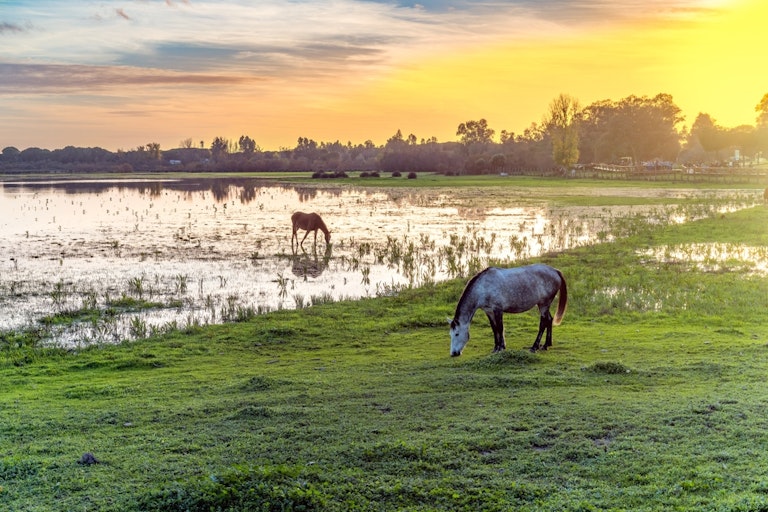 Caballos pastando en las marismas de Doñana.