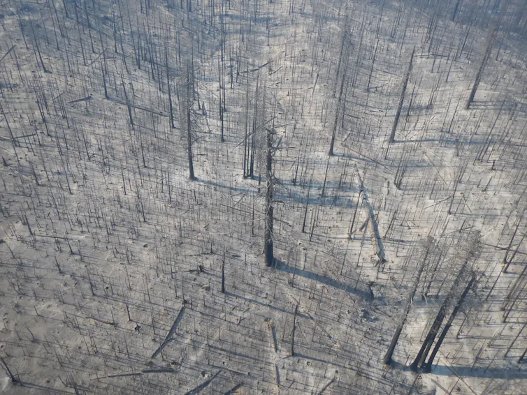 Vista aérea de un paisaje de árboles muertos en pie.