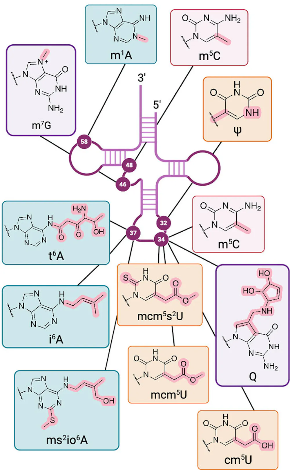 Rna Modifications Structure RNA is key to the dark matter of the genome −…