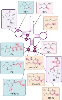 El ARN es clave para la materia oscura del genoma: los científicos lo están secuenciando para arrojar luz sobre la salud y las enfermedades humanas 1 Diferentes estructuras químicas que rodean la estructura de tres bucles, con líneas que indican sus ubicaciones potenciales.