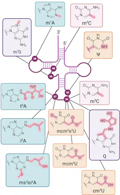 Various chemical structures surrounding a three loop structure, with lines pointing to their potential locations