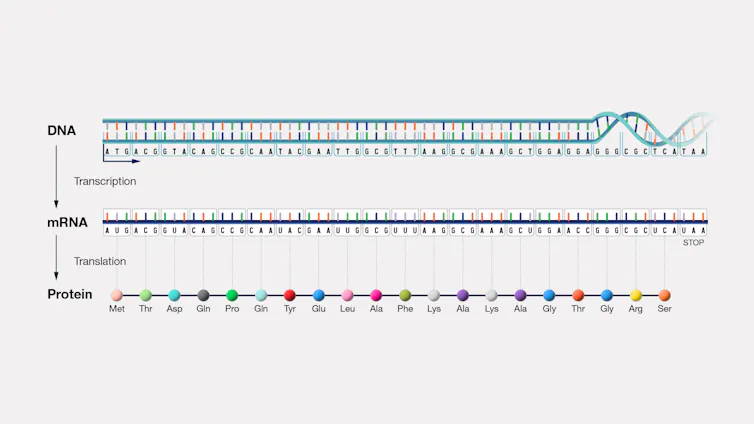 Diagram of DNA trascribed to RNA translated to protein