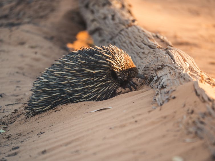 Ningún animal vivo hoy en día es "primitivo". ¿Por qué tantos siguen etiquetados como tales? 1 Equidna espinosa cavando en busca de comida debajo de un tronco
