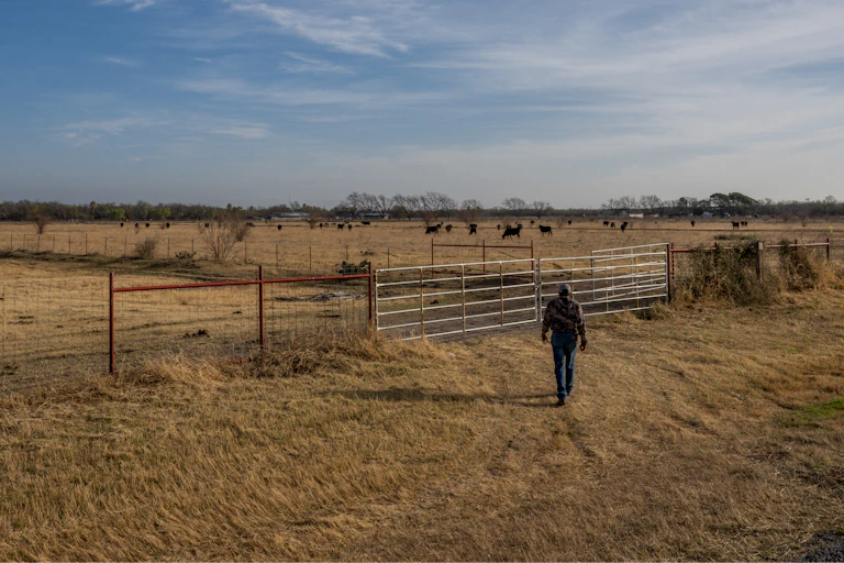 A farmer walks toward cattle in a very dry landscape under a blue sky.