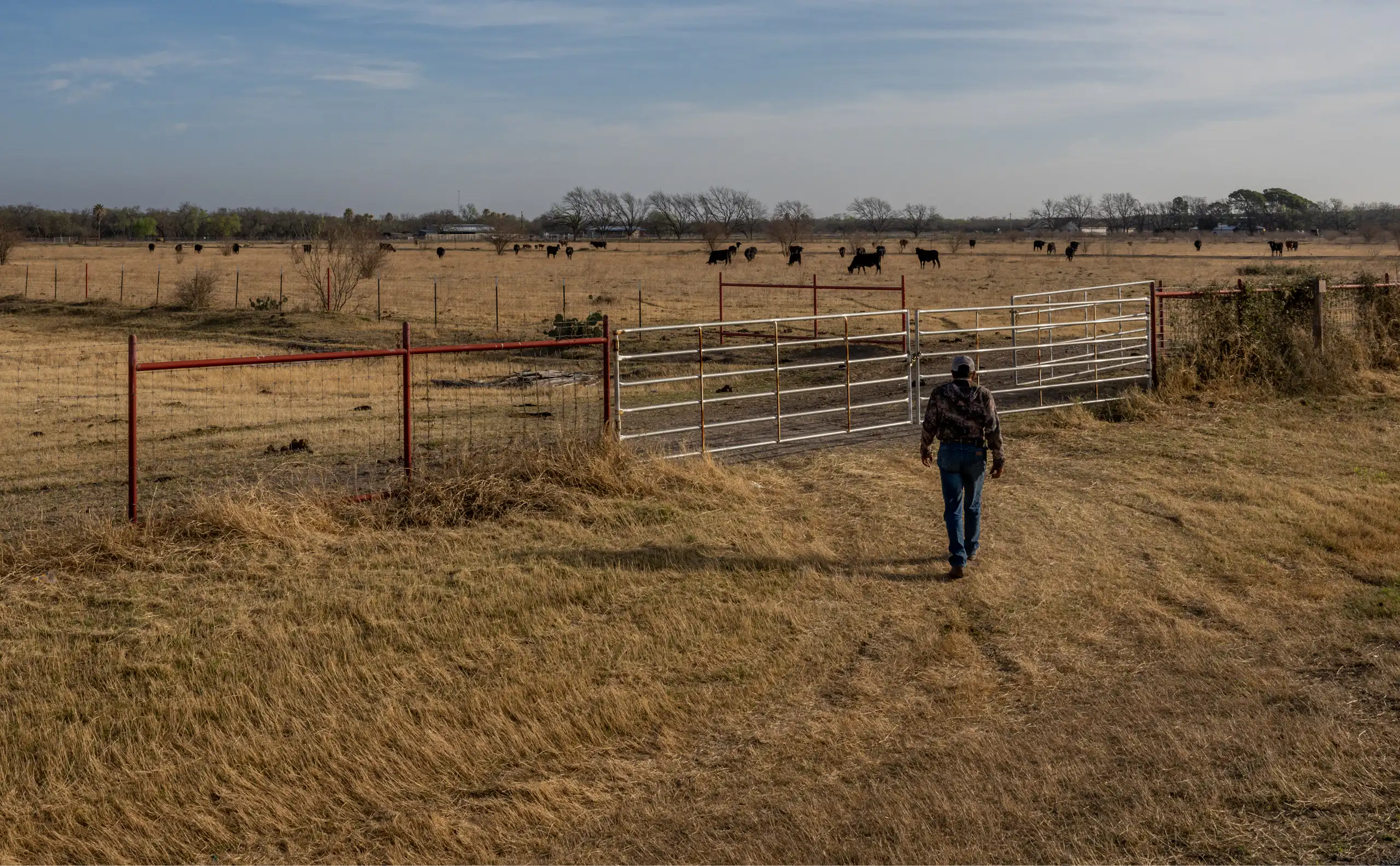 A farmer walks toward cattle in a very dry landscape under a blue sky.