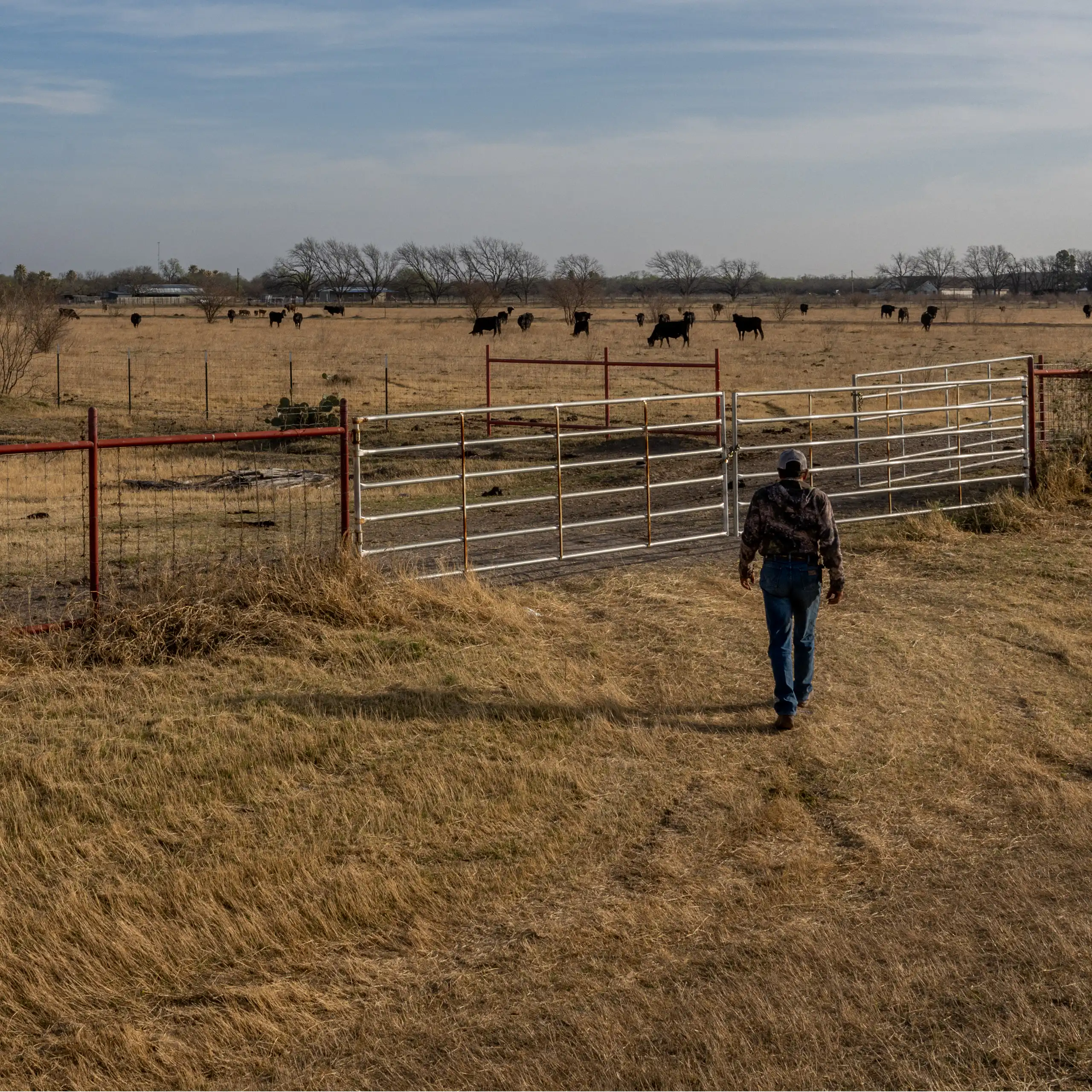 A farmer walks toward cattle in a very dry landscape under a blue sky.