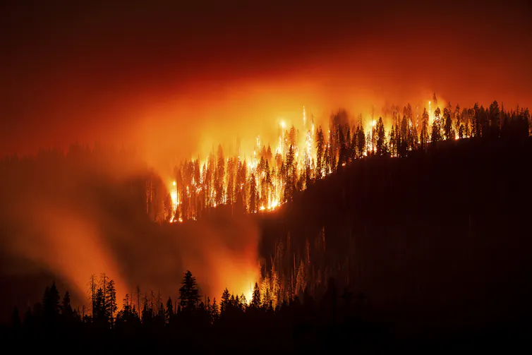 A wildfire in a forest seen at night