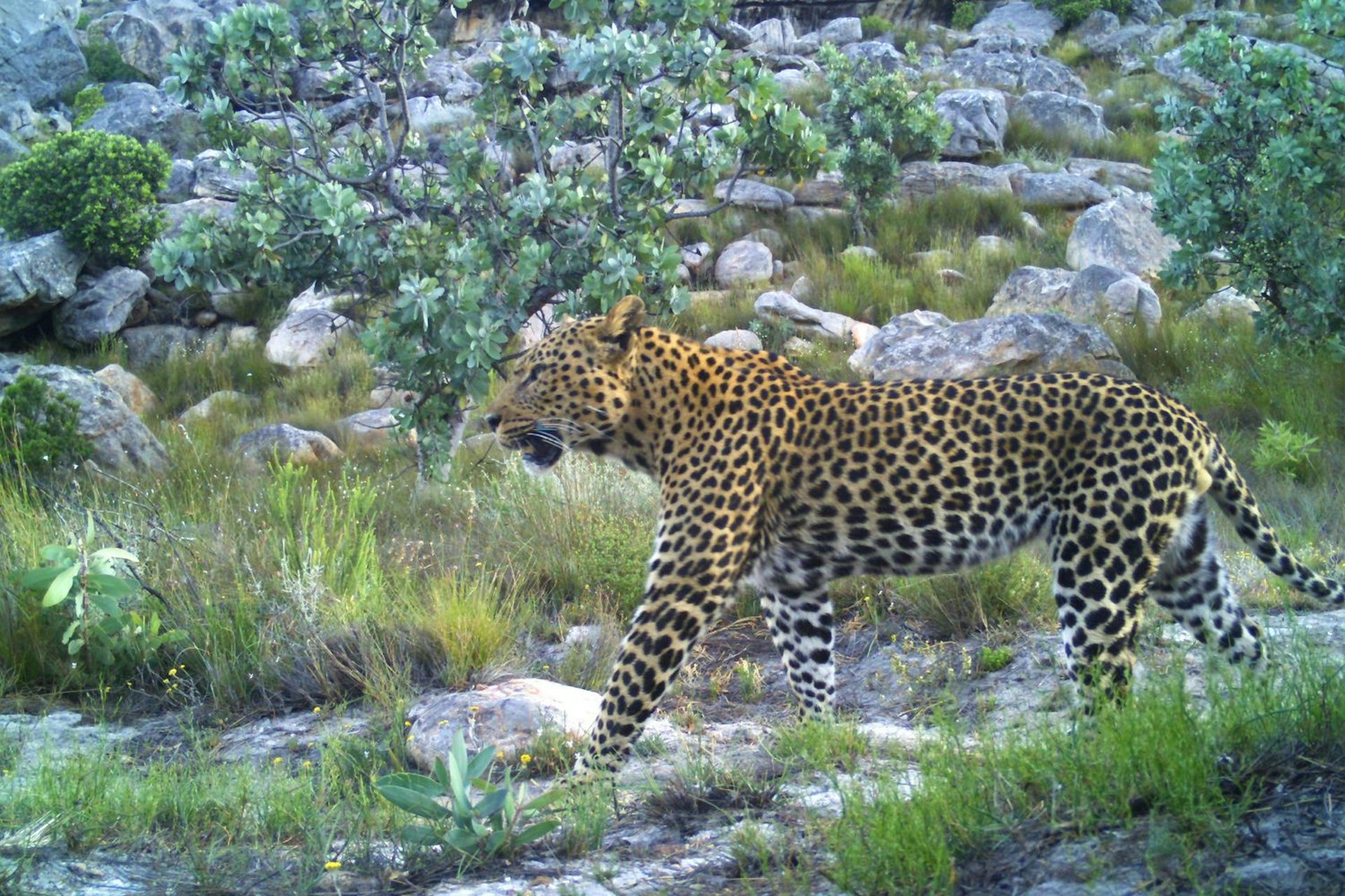 A small leopard walks over a rocky landscape dotted by small green shrubs