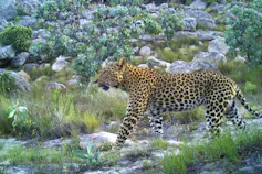 A small leopard walks over a rocky landscape dotted by small green shrubs