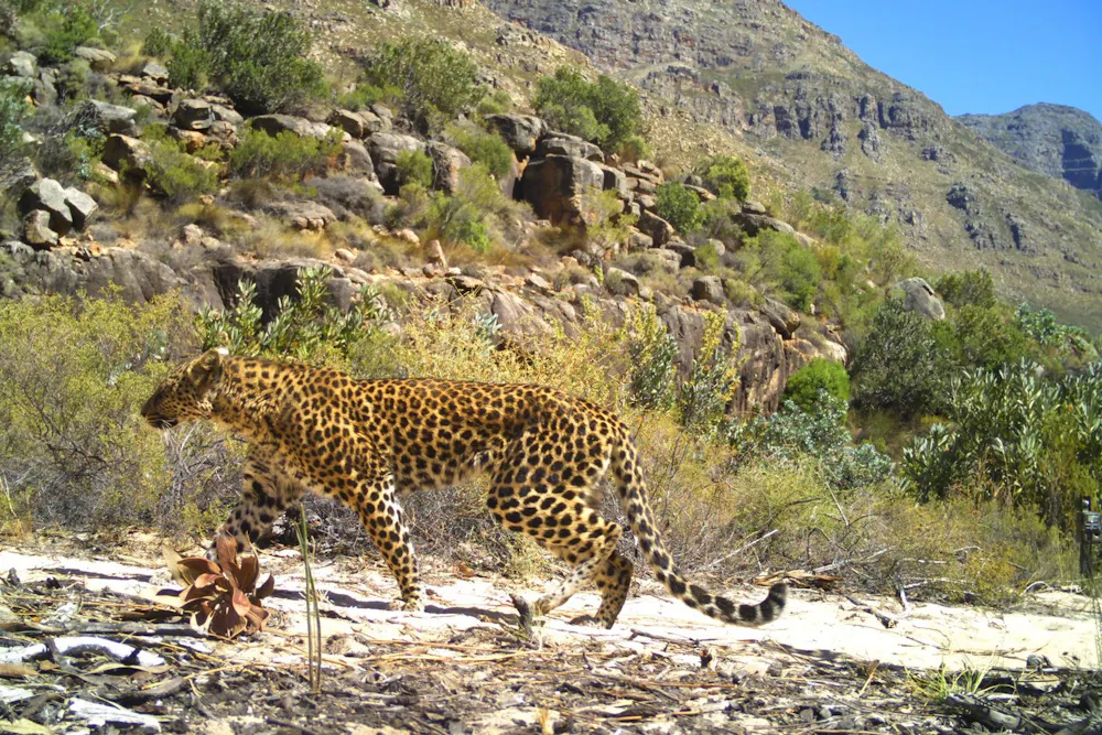 Leopard File Leopards adapted to South Africaâs Cape so successfully that theyâre ...