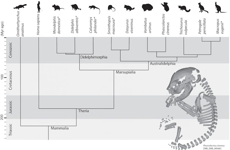 Ningún animal vivo hoy en día es "primitivo". ¿Por qué tantos siguen etiquetados como tales? 2 Diagrama que muestra la relación familiar de diferentes especies de marsupiales con animales en silueta en la parte superior, se incluye un ser humano para comparar.