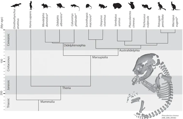 diagrama mostrando a relação familiar de diferentes espécies de marsupiais com animais em silhueta na parte superior, um humano é incluído para comparação.