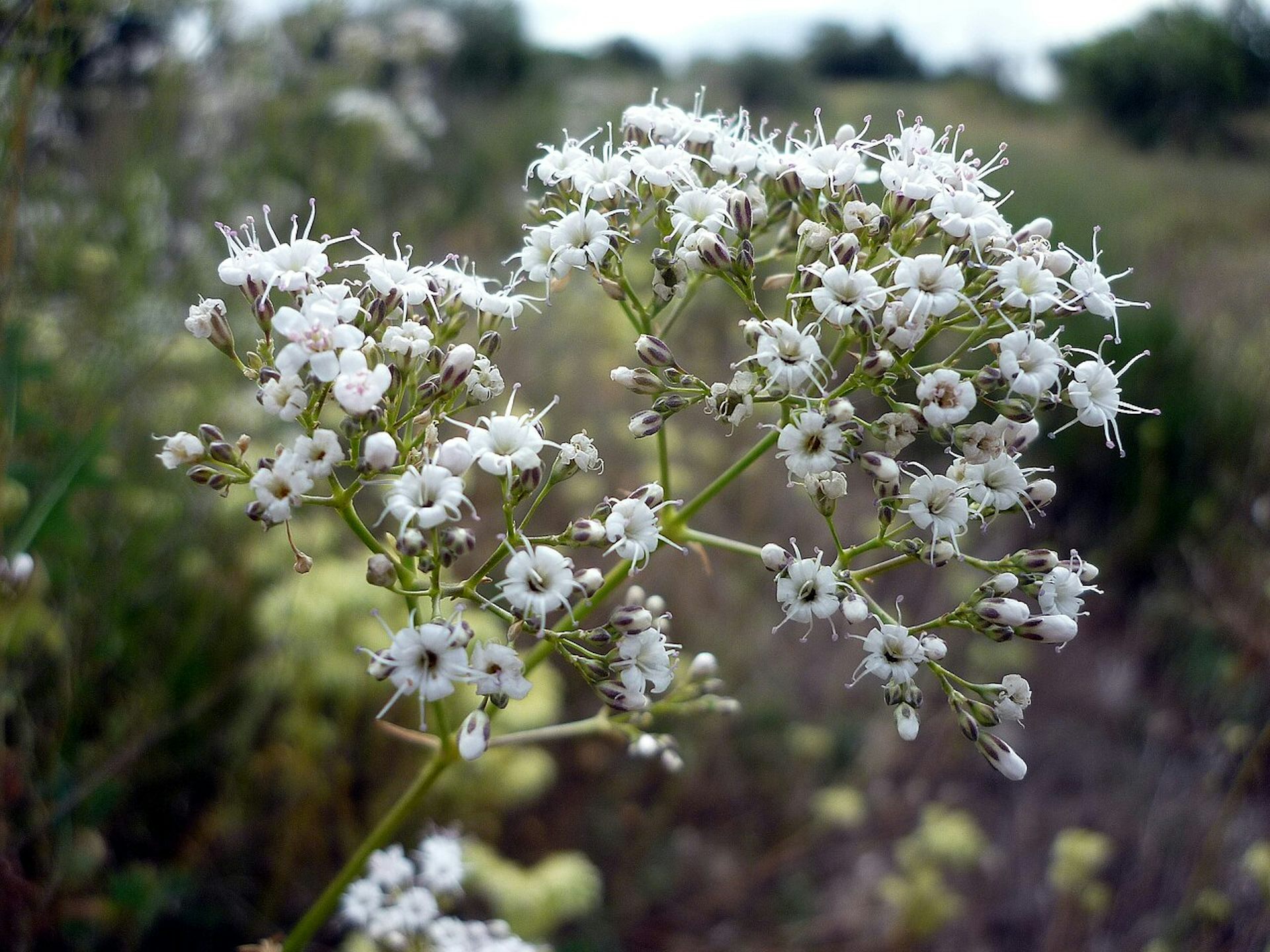 Ejemplar florecido de Gypsophila struthium.