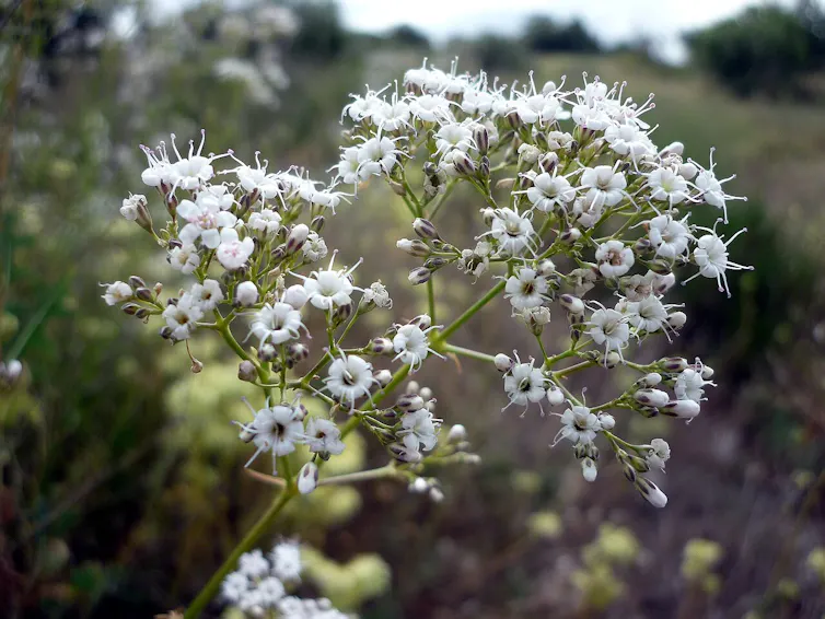 Espécimen de flor de Gypsophila struthium.