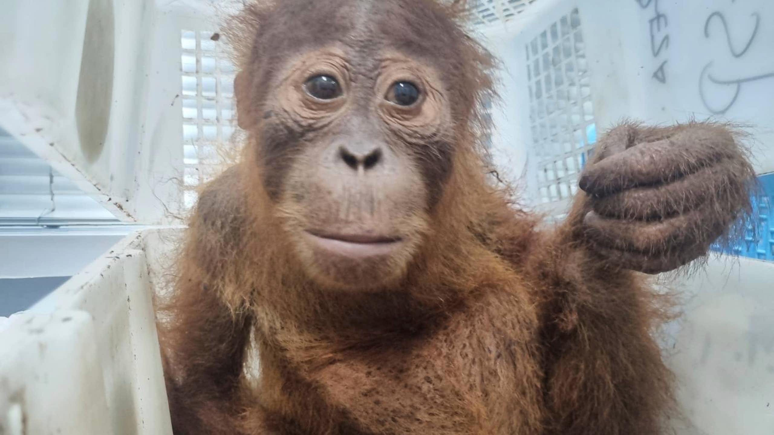 Um pequeno macaco sentado em uma caixa.