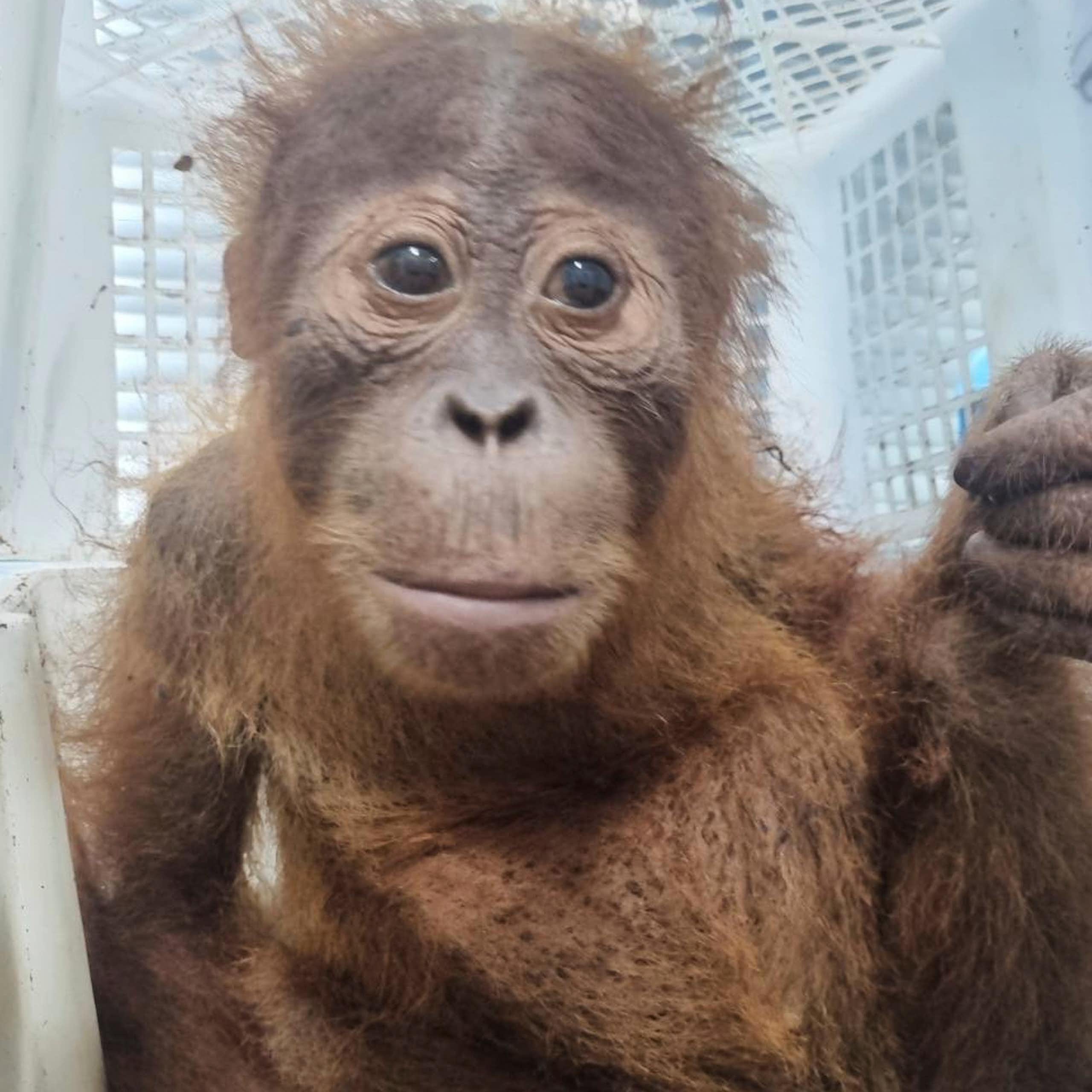 Um pequeno macaco sentado em uma caixa.