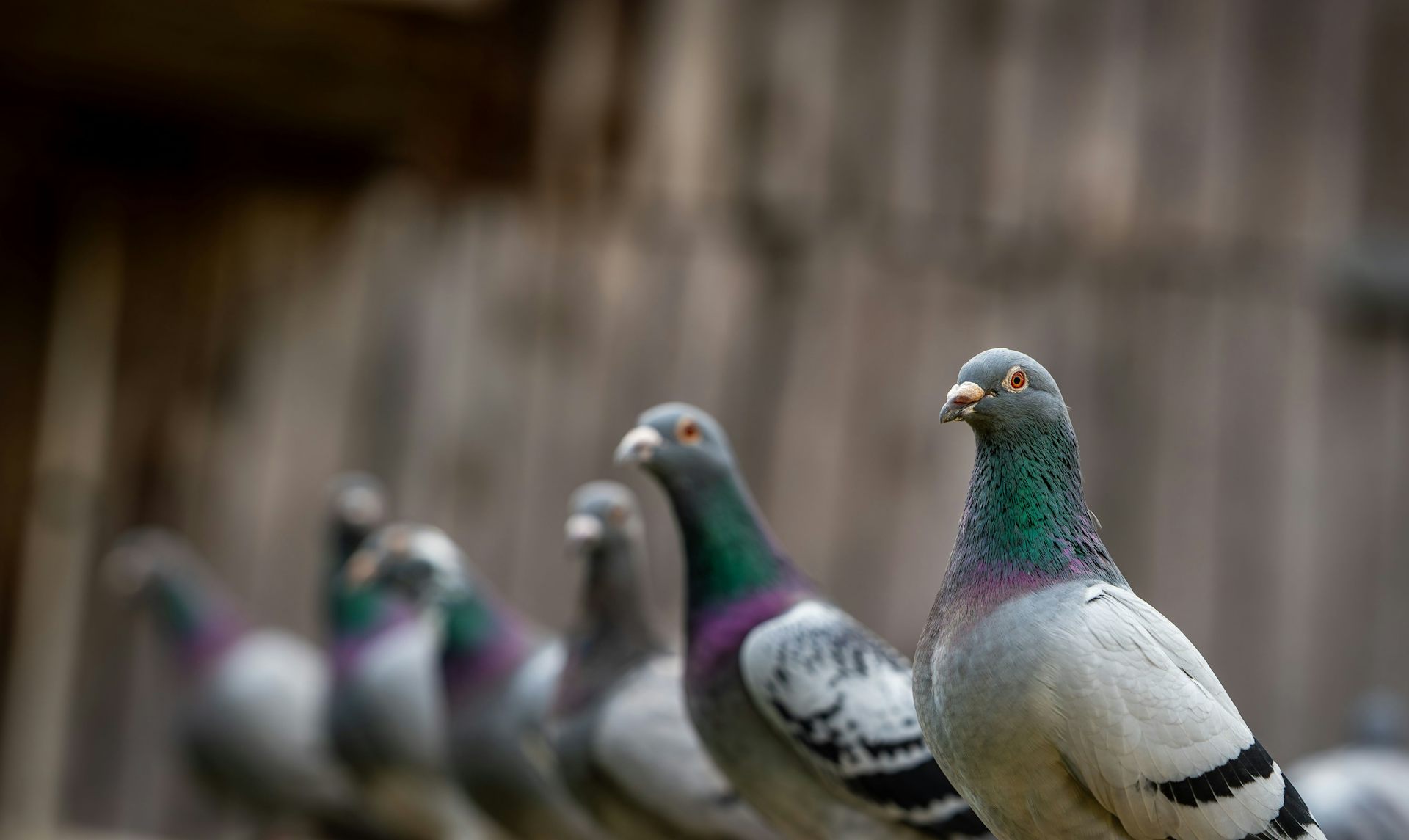Pigeons lined up