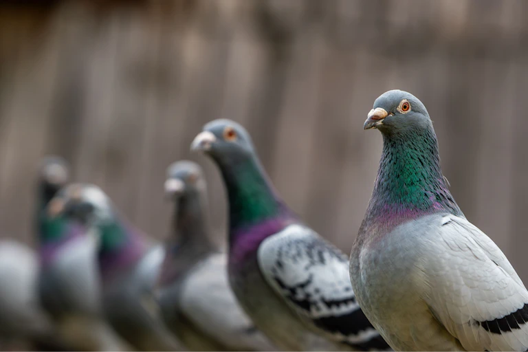 Pigeons lined up
