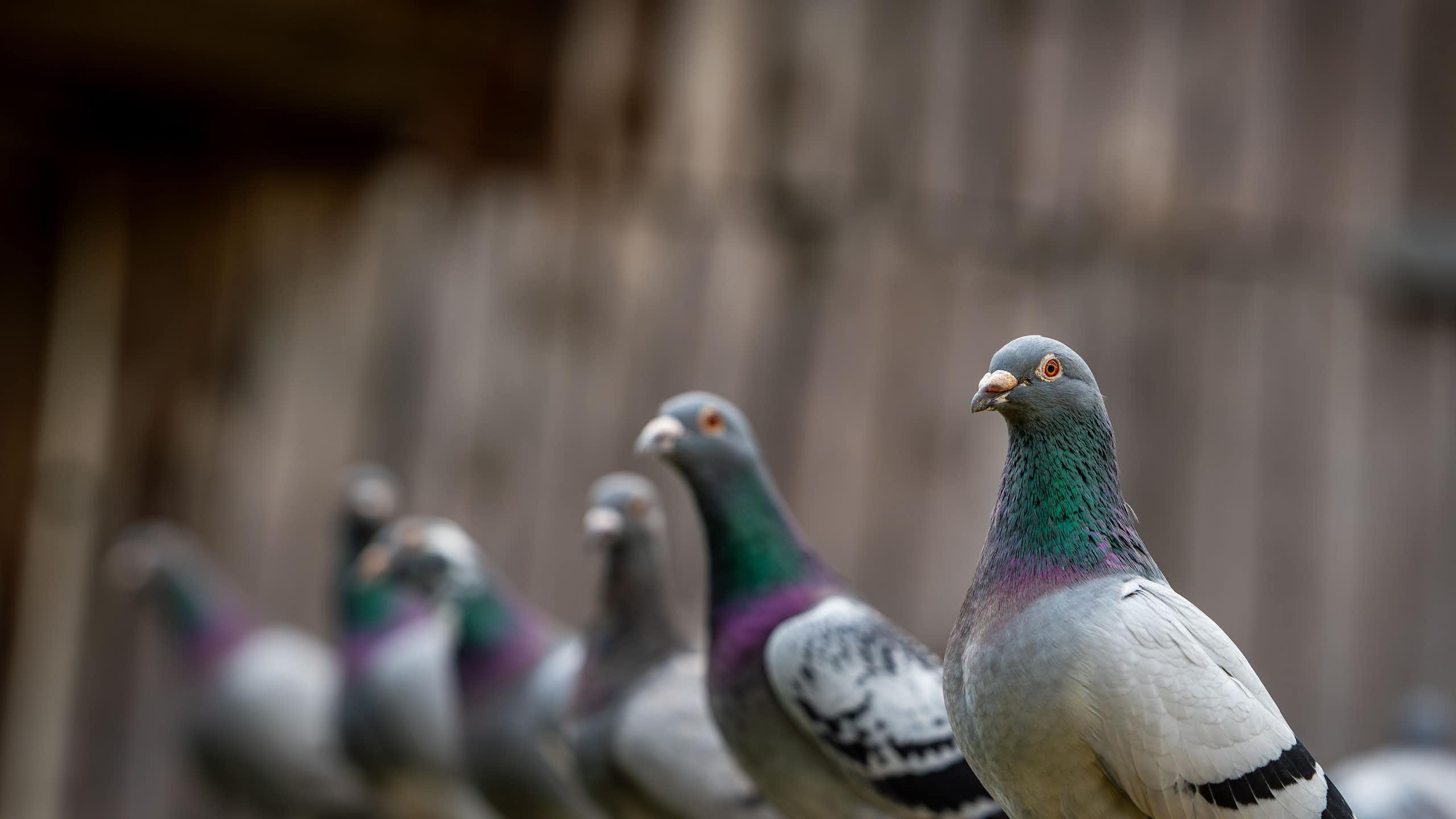 Pigeons lined up